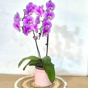 Orquídea Phalaenopsis Lila