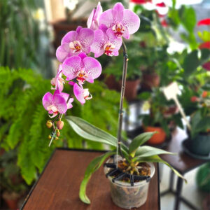 Orquídea Phalaenopsis Lila