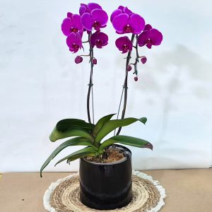 Orquídea Phalaenopsis
