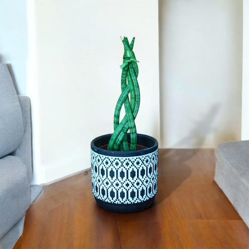SANSEVIERIA TRENZADA