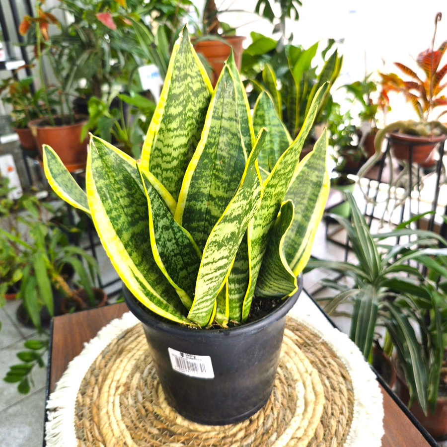 Sansevieria