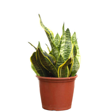 Porta Maceta con Peperomia