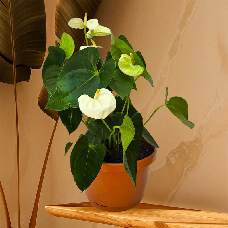 ANTURIO BLANCO