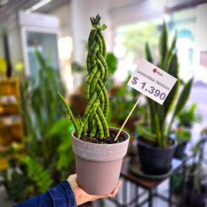Sansevieria Trenzada