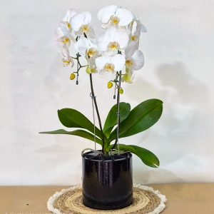 Orquídea Phalaenopsis