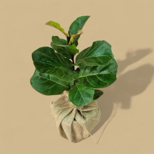 FICUS LYRATA