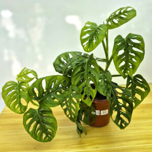 Monstera adansonii