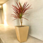 Macetero con Drácena Tricolor