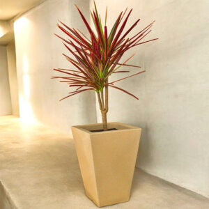 Macetero con Drácena Tricolor