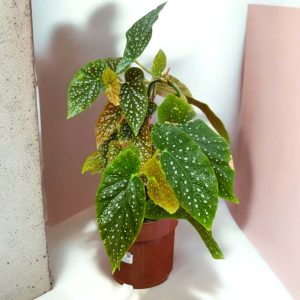 Begonia Maculata