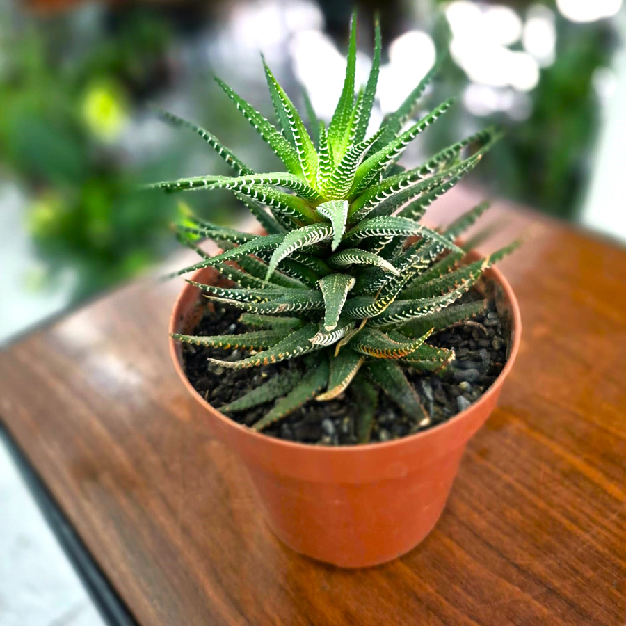 Cactus Aloe