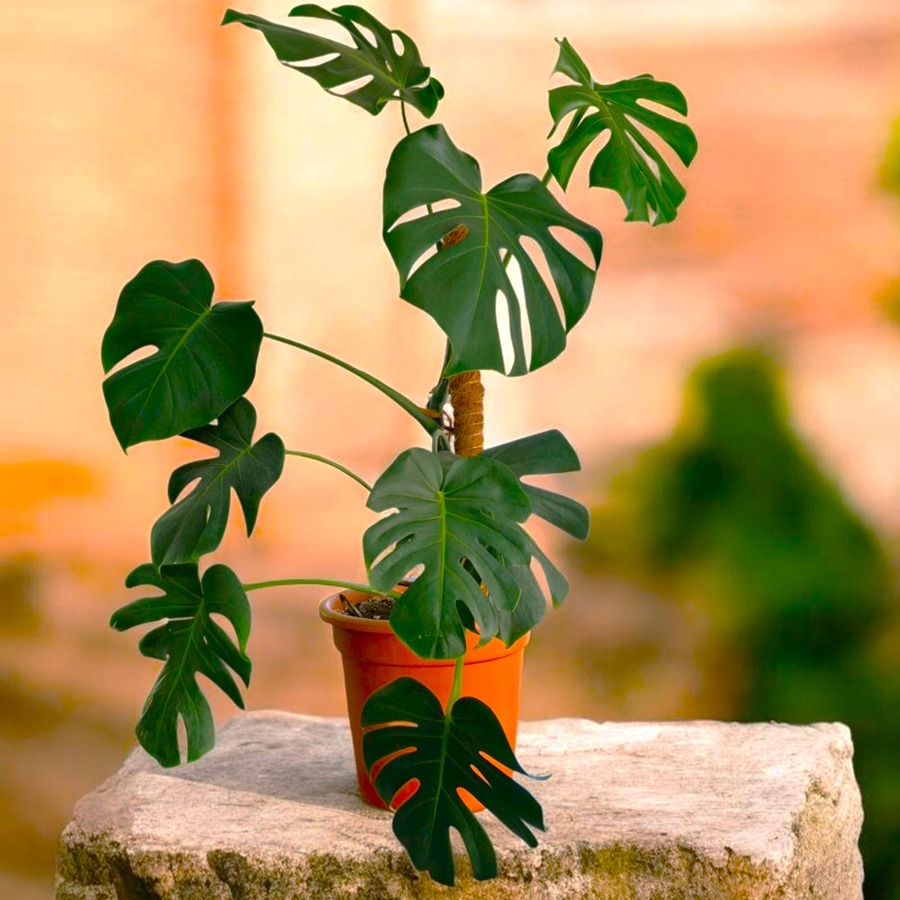 Monstera