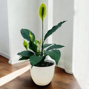 Macetero con Spathiphyllum