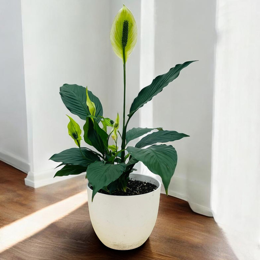 Macetero con Spathiphyllum