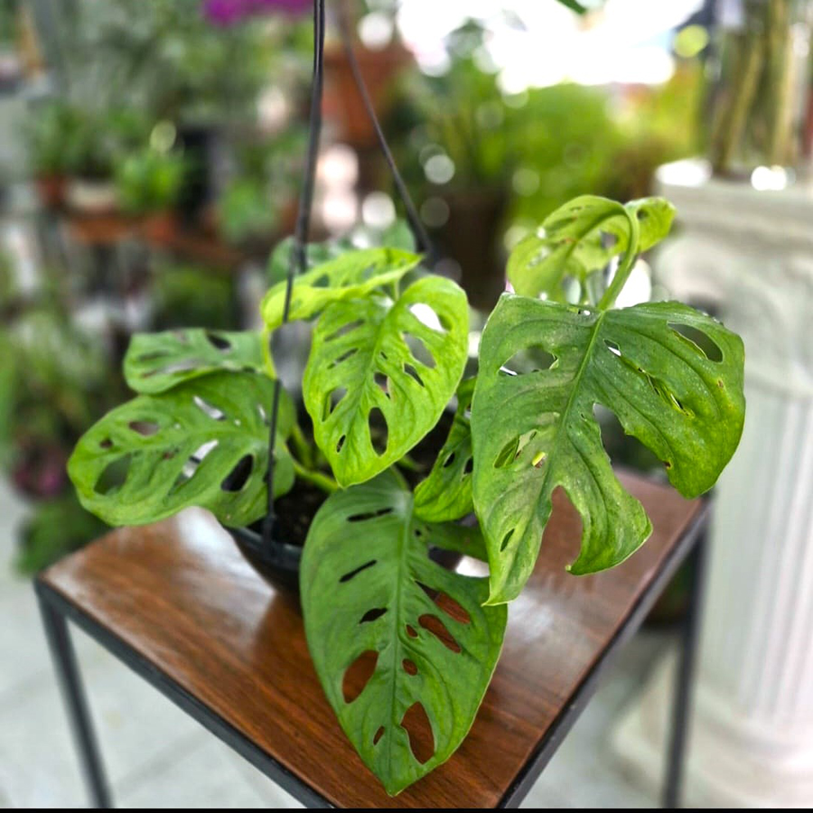 Monstera Adansonii